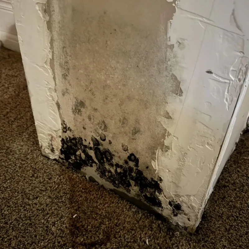 Professional Mold Removal in Norton County, KS